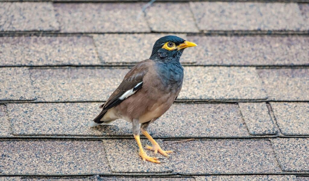 Vogelwering, Vogelwering plaatsen